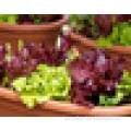 Hybrid purple lettuce seeds for growing-Xing Te
